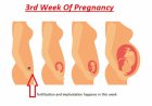 गर्भावस्था का तीसरा सप्ताह : लक्षण, शिशु विकास और शरीर में परिवर्तन