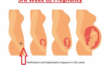 गर्भावस्था का तीसरा सप्ताह : लक्षण, शिशु विकास और शरीर में परिवर्तन