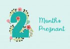 Second month of pregnancy - symptoms, baby development and physical changes