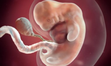 गर्भावस्था का पाँचवा सप्ताह : शिशु का विकास और लक्षण