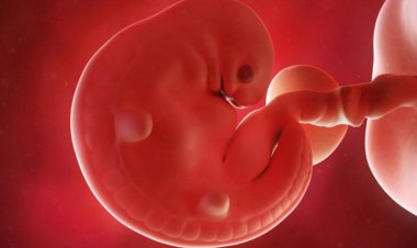 गर्भावस्था का छठा सप्ताह : शिशु विकास, लक्षण और अल्ट्रासाउंड