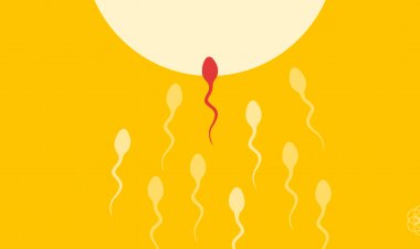 Conception in Pregnancy: Are Your Sperm Weak? Know the complete information about conception in pregnancy, why it is important to have a child. And when does this happen?