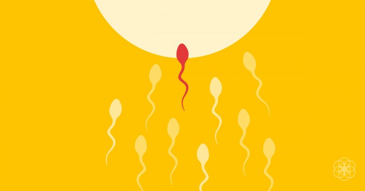 Conception in Pregnancy: Are Your Sperm Weak? Know the complete information about conception in pregnancy, why it is important to have a child. And when does this happen?