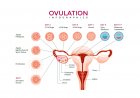 Know what and when ovulation happens?