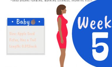 5 weeks pregnant - what to expect?