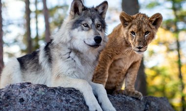 Bad Company - The Story of the Lion and the Wolf
