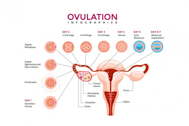 Know what and when ovulation happens?
